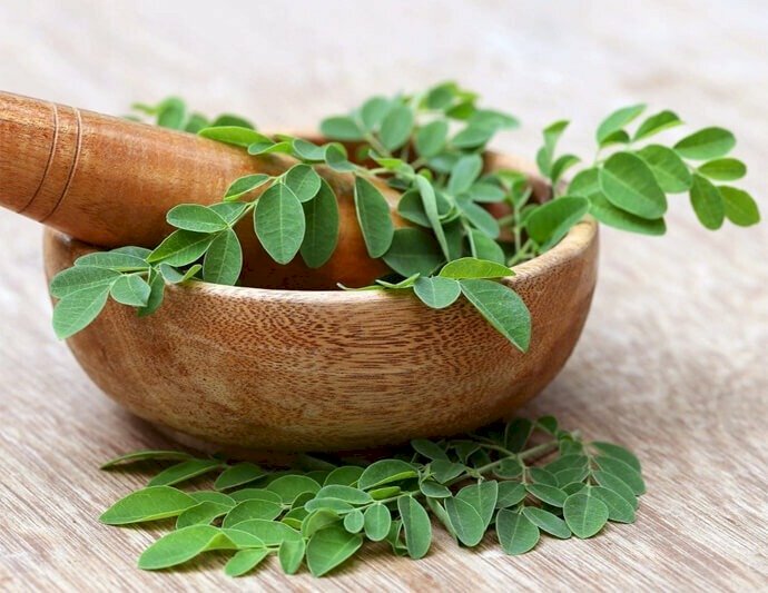 Cây rau chùm ngây là một loại dược thảo quý từ thiên nhiên