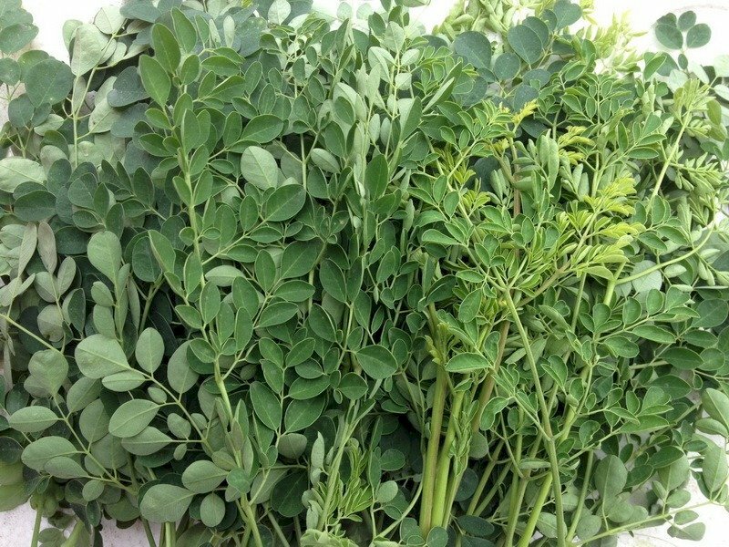 Hình ảnh cây rau chùm ngây xanh tốt là loại rau ăn tốt cho sức khoẻ