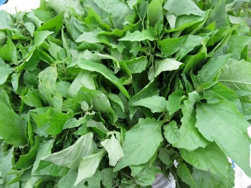 Hình ảnh cây rau tầm bóp tươi xanh thật thích mắt