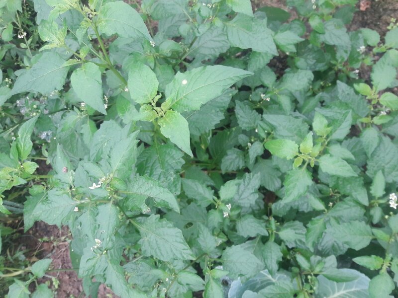Rau tầm bóp, một món ăn ngon