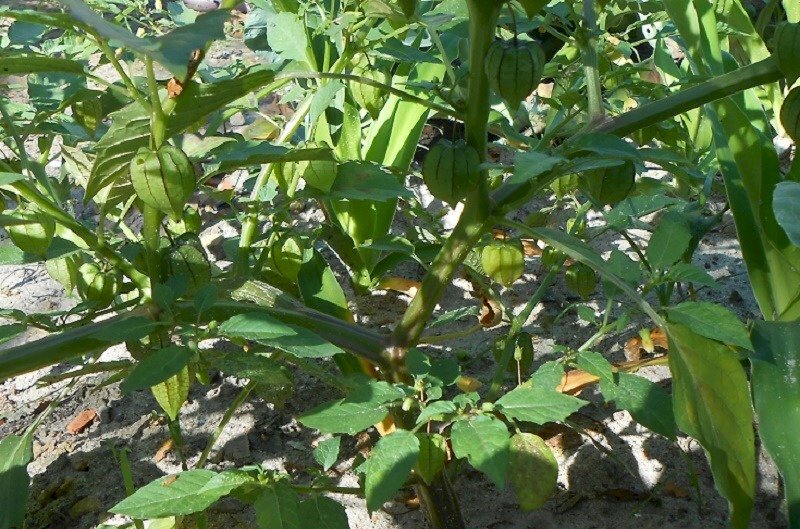 Cây rau tầm bóp, một món ăn ngon, một vị thuốc quý