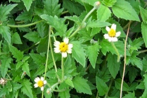 Cây sài đất hoa trắng