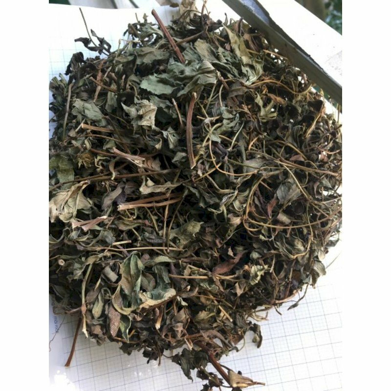 Cây sài đất khô, một loại thảo dược quý từ thiên nhiên