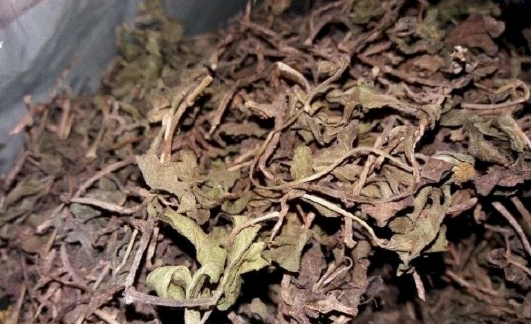 Hình ảnh của cây sài đất sau khi được phơi hoặc sấy khô