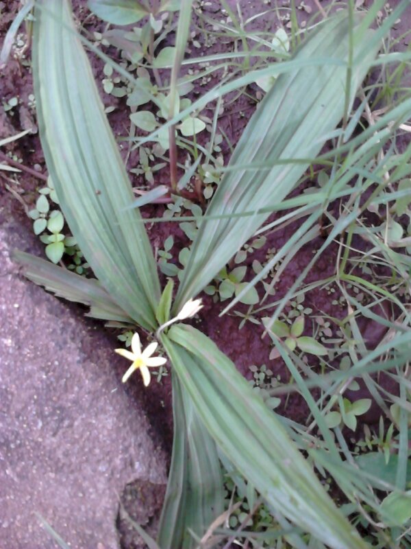 Hình ảnh cây sâm cau đỏ trong mọc và phát triển trong tự nhiên