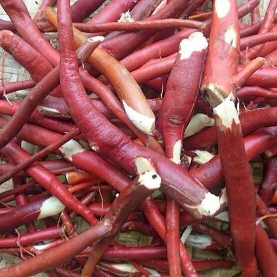 Sâm cau đỏ, nguồn dược liệu quý từ thiên nhiên