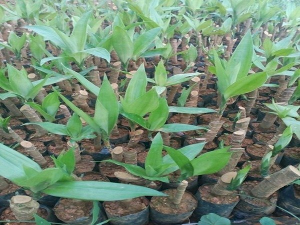 Hình ảnh cây giống sâm cau đỏ