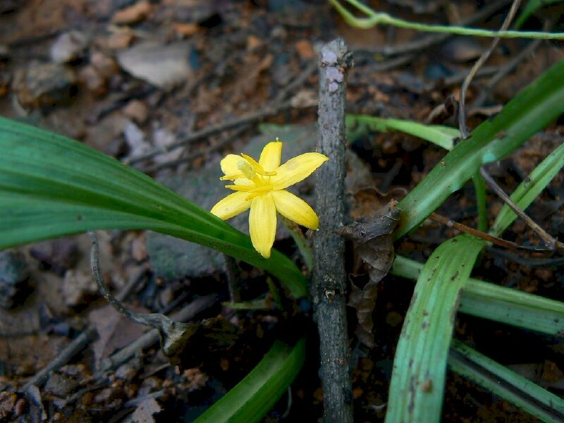 Ảnh cây sâm cau rừng với hoa vàng đẹp mắt