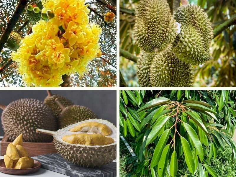 101 Hình ảnh cây sầu riêng đẹp nhất, tải miễn phí
