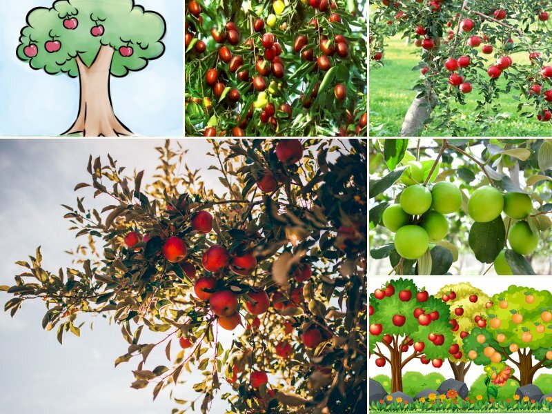 Hình ảnh cây táo - InKyThuatSo