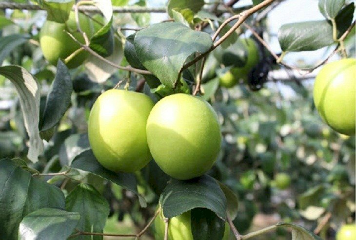 Ảnh cây táo ta với chùm quả nhìn thật hấp dẫn