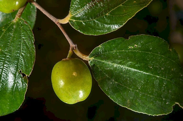 Hình ảnh quả táo ta và chiếc lá xanh mơn mởn