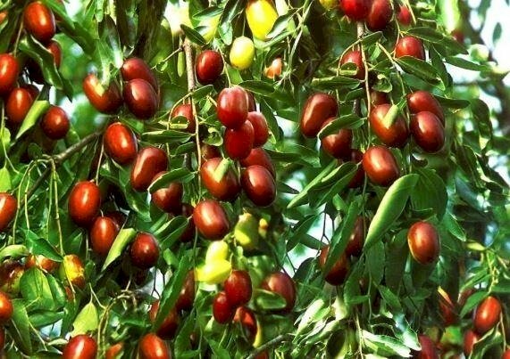 Hình ảnh cây táo tàu với chùm quả căng mọng đẹp mắt