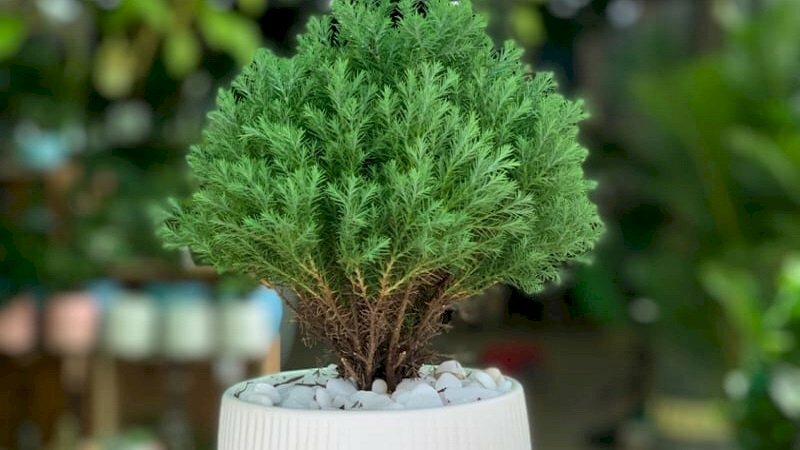 Chậu cảnh tùng bồng lai xinh xắn