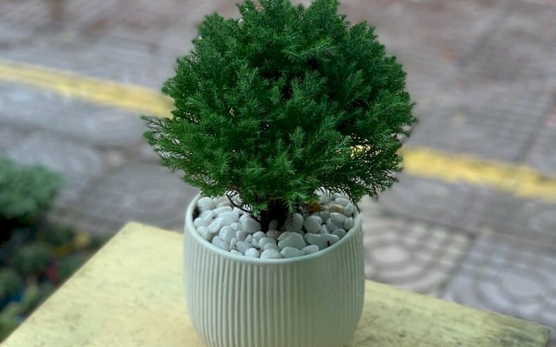 Cây tùng bồng lai nhỏ xinh với vẻ đẹp bắt mắt làm chậu cảnh trang trí đẹp, mang ý nghĩa phong thuỷ tốt