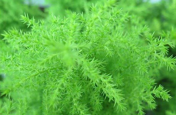 Ảnh cây tùng bồng lai với những chiếc lá kim xanh mướt đẹp mắt