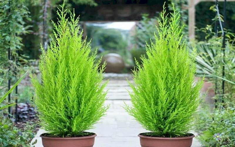 Hình ảnh cây tùng bồng lai xanh mướt trong chậu thật đẹp