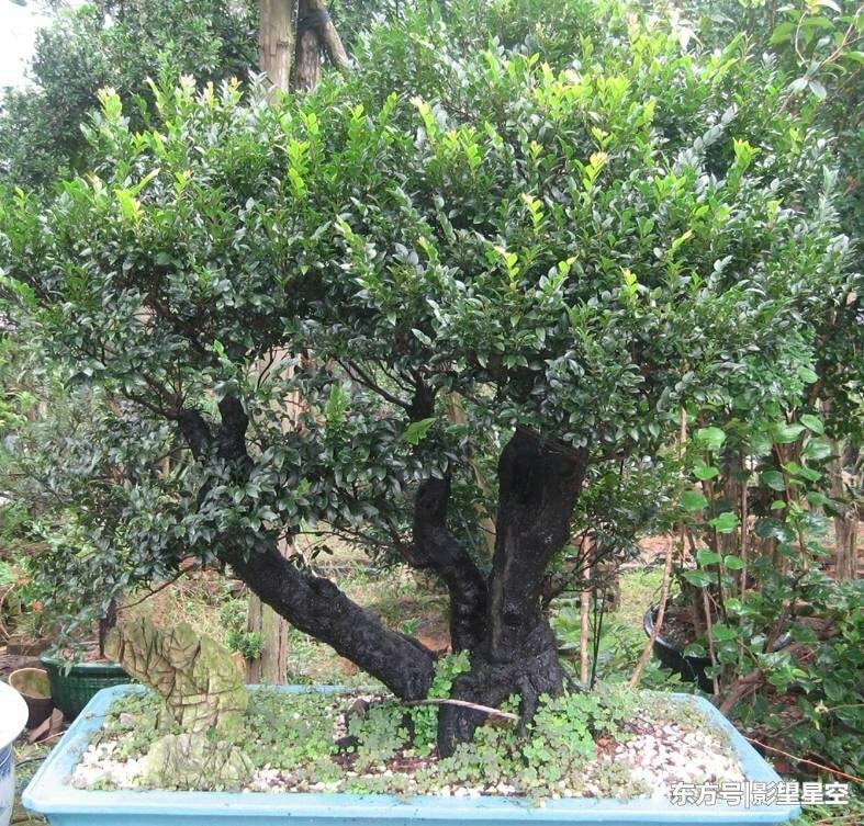 Hình ảnh cây tùng đen vững chãi