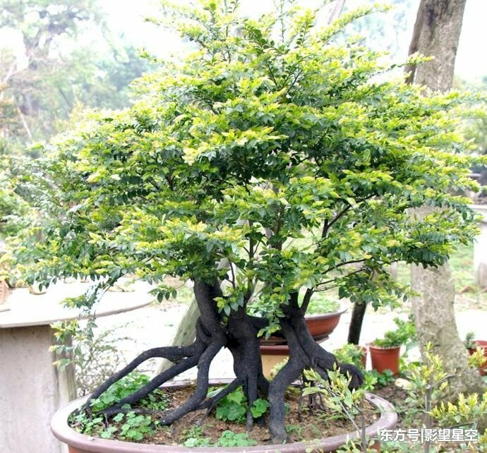 Ảnh cây tùng đen trong chậu đẹp mắt