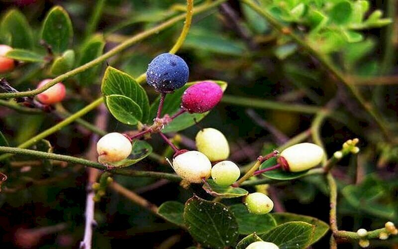 Quả của cây tùng đen