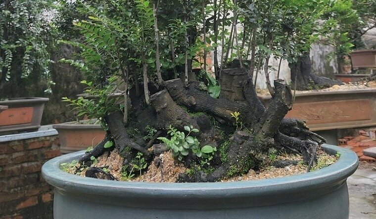 Hình ảnh cây tùng đen đẹp lạ mắt