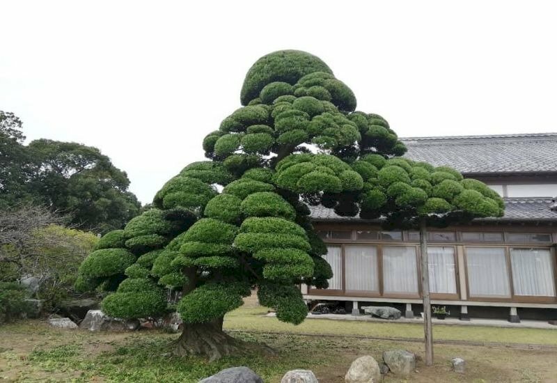 Ảnh cây tùng la hán tạo dáng độc đáo