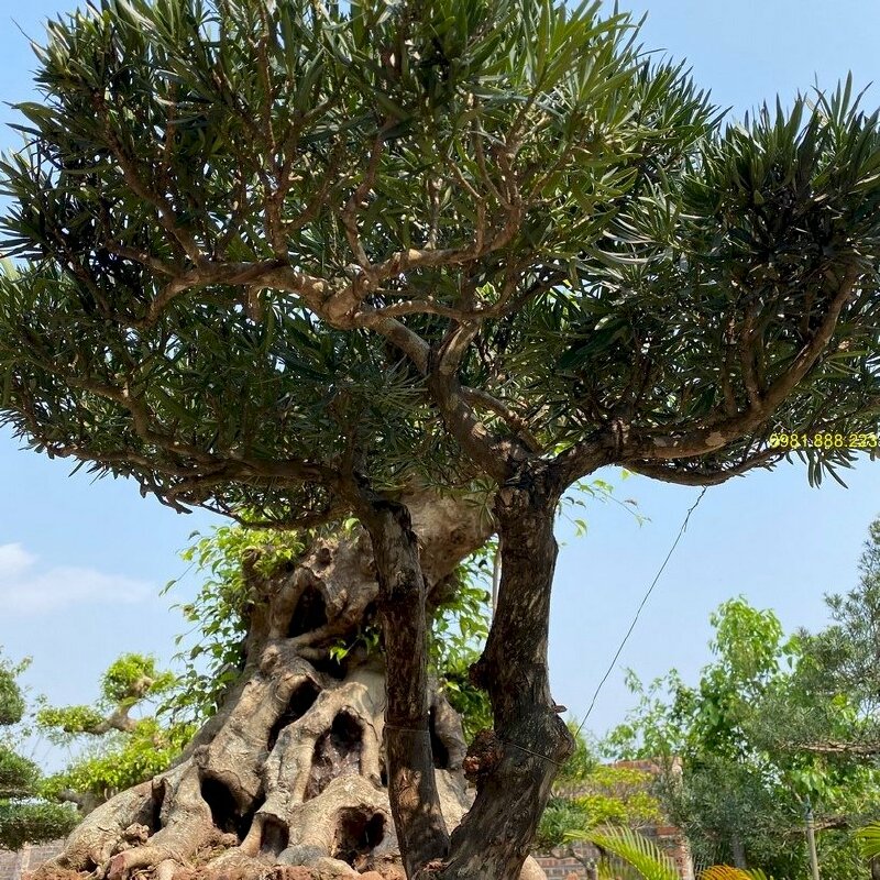 Hình ảnh cây tùng la hán dáng song thụ tuyệt đẹp