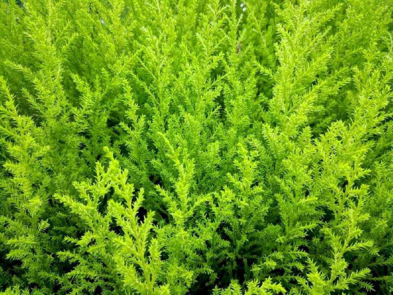 Hình ảnh cây tùng thơm hay còn được gọi là cây tùng hương với màu xanh đẹp mắt và mùi hương dễ chịu