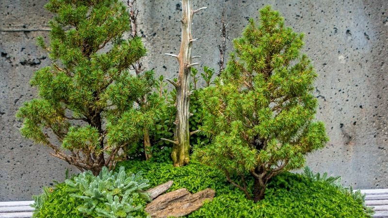 Hình ảnh cây tùng thơm tạo tiểu cảnh đẹp