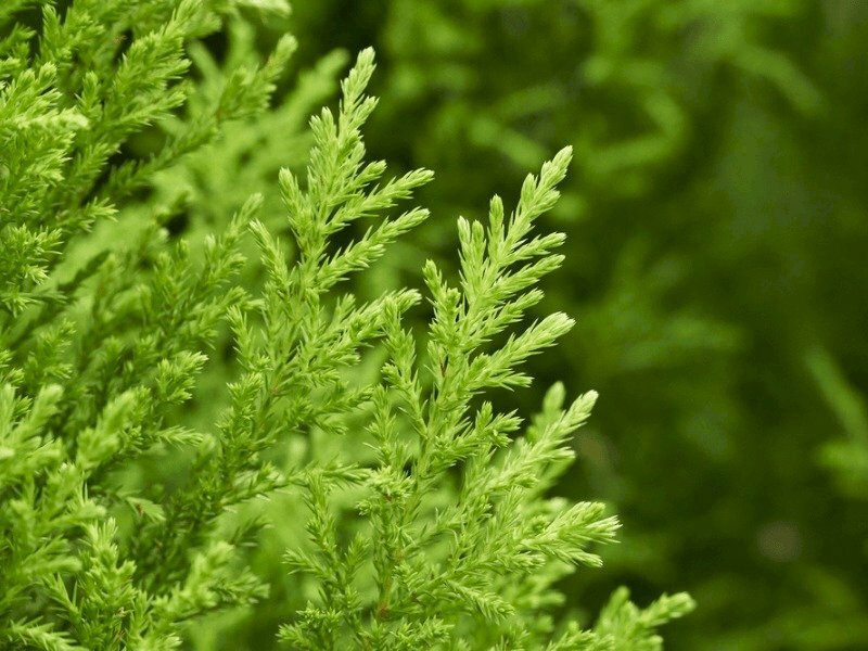 Hình ảnh cây tùng thơm đẹp