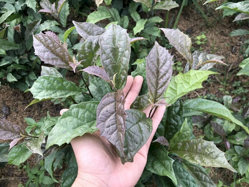 Hình ảnh cây thuốc xạ đen Hoà Bình với những chiếc lá răng cưa thật đẹp