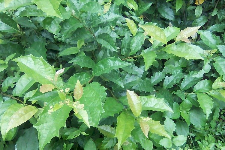 Hình ảnh của cây xạ đen Hoà Bình với màu lá tươi xanh