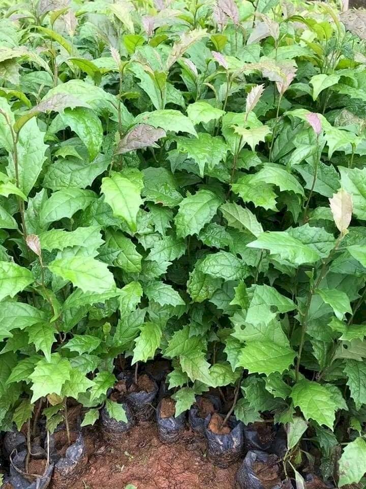 Hình ảnh cây giống xạ đen Hoà Bình