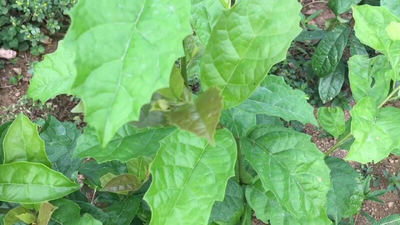 Hình ảnh cây xạ đen tươi Hoà Bình