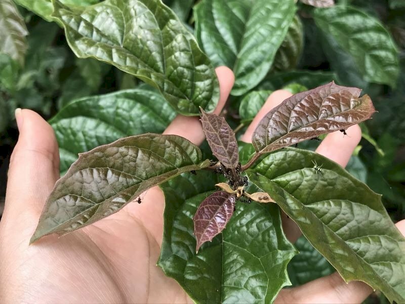 Hình ảnh lá cây xạ đen tươi Hoà Bình