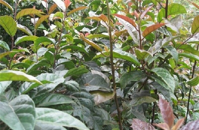 Hình ảnh cây xạ đen chuẩn trong thiên nhiên