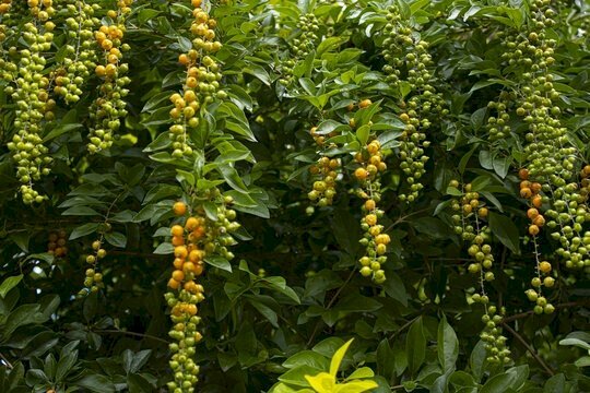 Ảnh cây xạ đen tươi với những chùm quả lúc lỉu