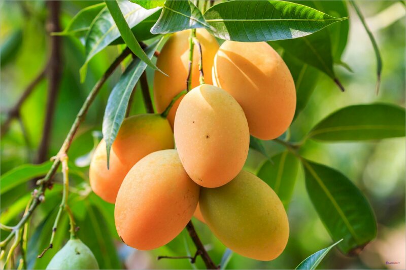 Hình ảnh chùm quả xoài chín vàng ươm giữa sắc lá xanh thật đẹp