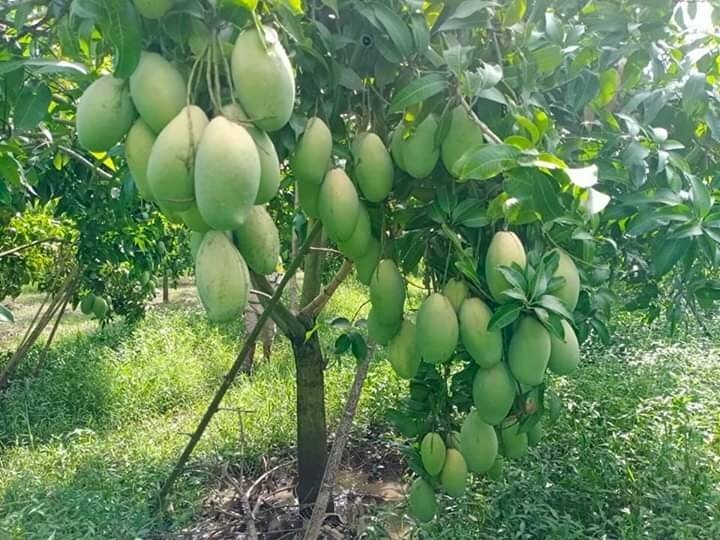 Hình ảnh cây xoàn sai quả thật thích mắt