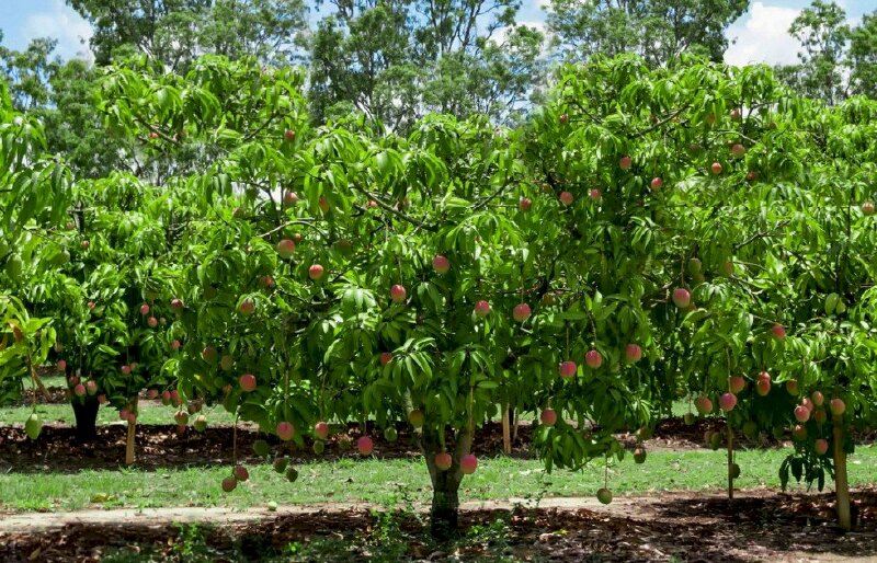 Hình ảnh cây xoài trĩu quả thật đẹp