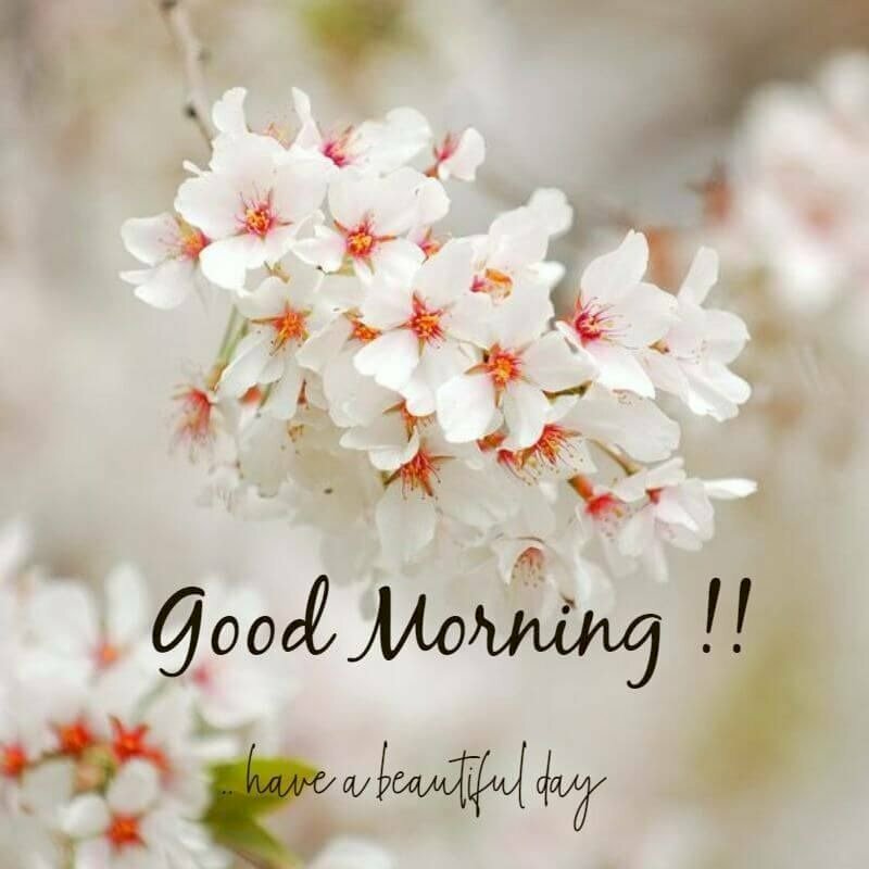 Hình ảnh hoa đẹp và lời chúc ngày mới đơn giản, ý nghĩa bằng tiếng Anh