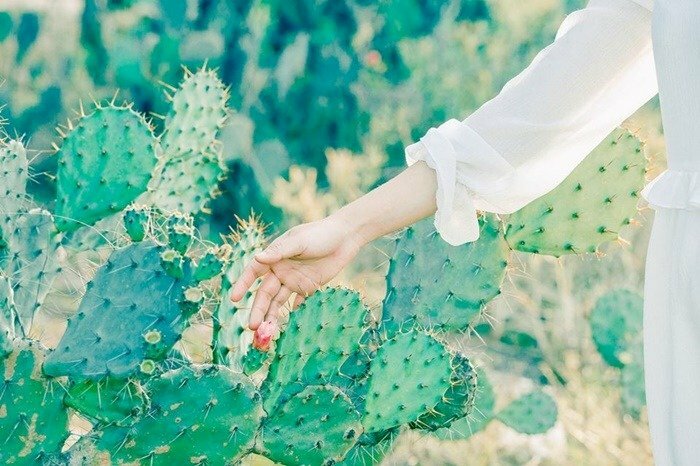 101 hình ảnh cây xương rồng đẹp, chất lượng cao, tải miễn phí 101 Hình Ảnh Cây Xương Rồng Đẹp, Chất Lượng Cao, Tải Miễn Phí