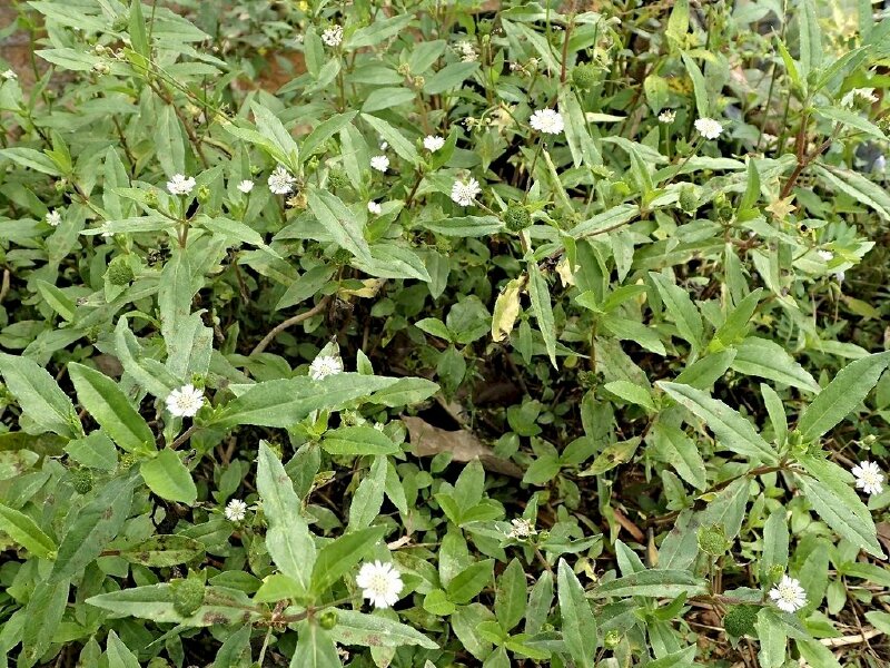 Hình ảnh đám cỏ mực mọc dại tươi tốt với lá xanh, hoa trắng