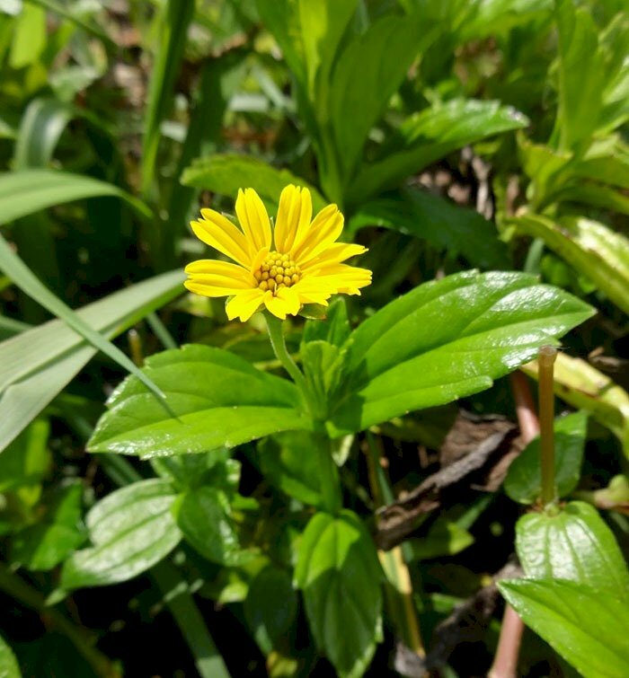 Hình ảnh cây sài đất với sắc hoa vàng rực rỡ trong nắng