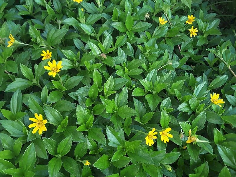 Hình ảnh của cây sài đất với sắc hoa vàng chen lẫn sắc lá xanh thật đẹp mắt