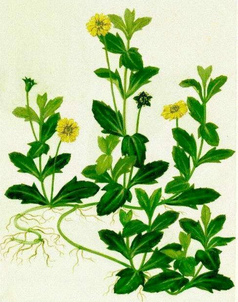 Hình vẽ về cây sài đất hoa vàng với đầy đủ các bộ phận hoa, lá, thân, rễ chùm