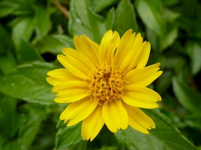 Ảnh hoa sài đất với những cánh mỏng manh và màu vàng thật đẹp