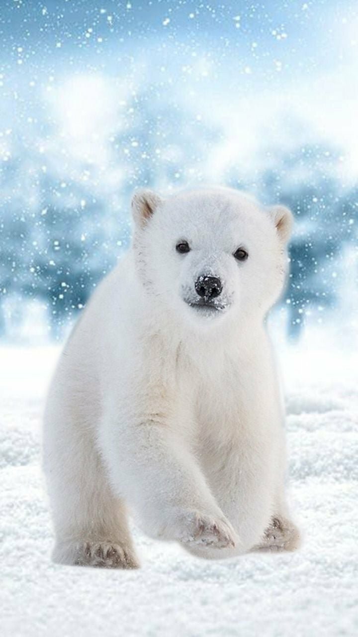 101 hình ảnh gấu trắng cute đẹp, chất lượng cao, tải miễn phí