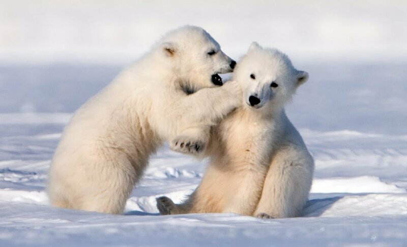 Ảnh cute 02 chú gấu trắng baby đang đùa giỡn