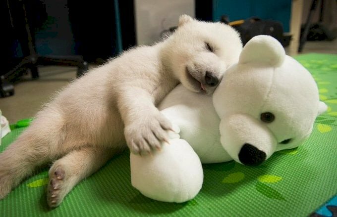 Ảnh gấu trắng con nằm ngủ say sưa bên gấu bông mà tưởng là mẹ của mình